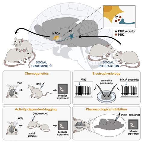 testing rf impact on rat brains|neuronal activity in rats.